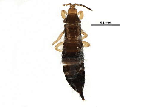 Phlaeothripinae resmi