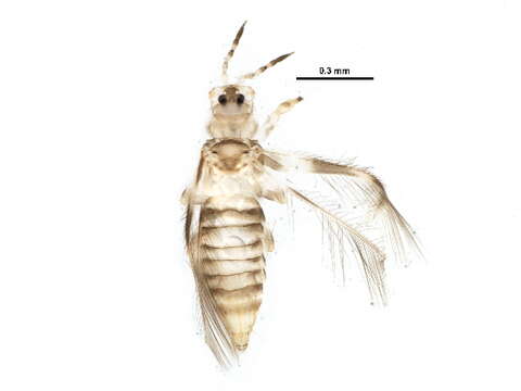 Image of Neohydatothrips annulipes (Hood 1927)