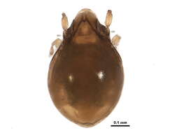 Image of Astegistidae Balogh 1961