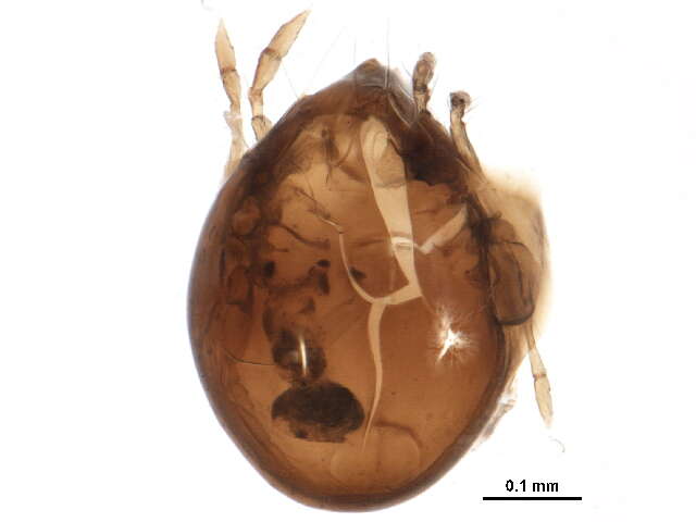 Imagem de Chamobatidae Thor 1937