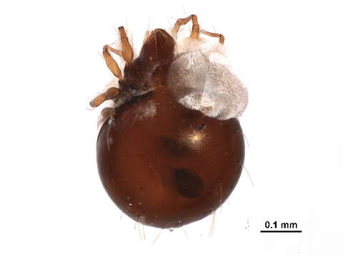 Image of Mite