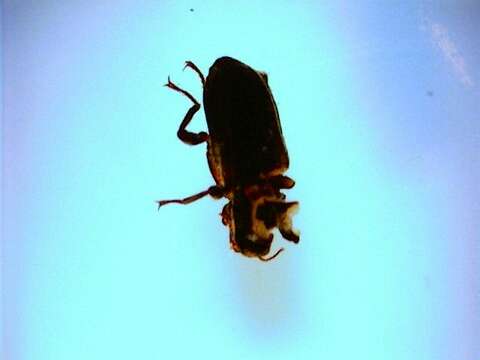 Image of riffle beetles