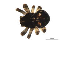 Image of Larinioides patagiatus (Clerck 1757)