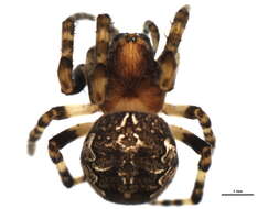 Image of Furrow spiders