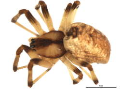 Image of Pityohyphantes limitaneus (Emerton 1915)