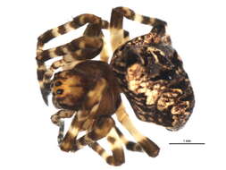 Image of Araneus saevus (L. Koch 1872)