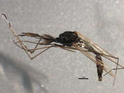 Image of Aedes abserratus (Felt & Young 1904)