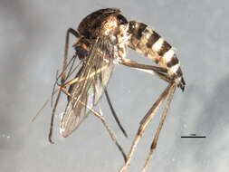 Imagem de Aedes hexodontus Dyar 1916