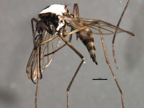 Image of Aedes abserratus (Felt & Young 1904)