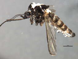 Image of Aedes abserratus (Felt & Young 1904)