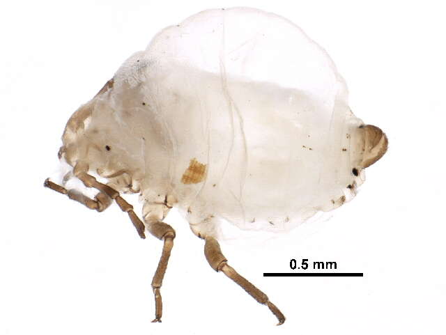 Image of Prociphilus (Prociphilus) erigeronensis (Thomas & C. 1879)