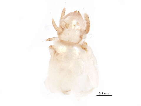 Imagem de Atropacarus subgen. Atropacarus Ewing 1917