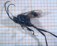 Image of Ensign wasp