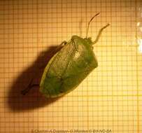 Image of Southern green stink bug