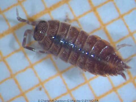 Image of Isopod