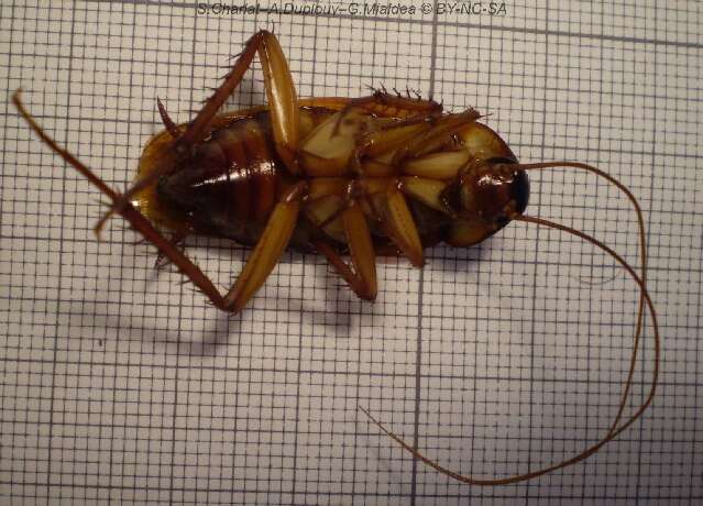 Image of Australian cockroach
