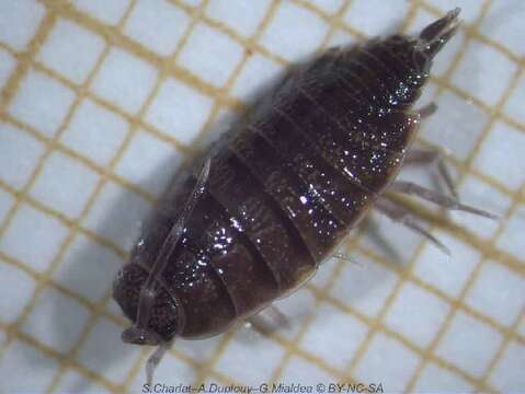 Image of Isopod