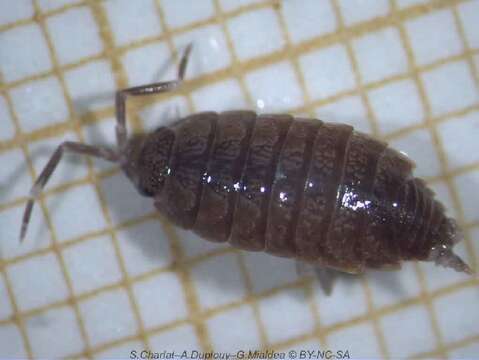 Image of Isopod