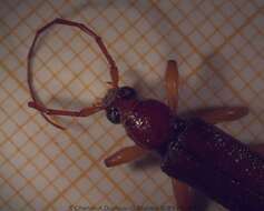 Image of Ceresium long-horned beetle