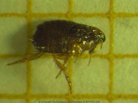 Image of Cat Flea