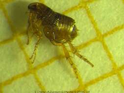 Image of Cat Flea