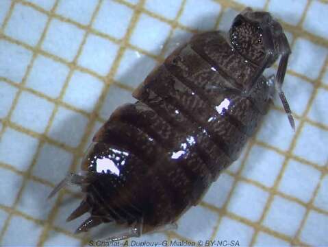 Image of Isopod