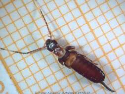 Image of little earwigs