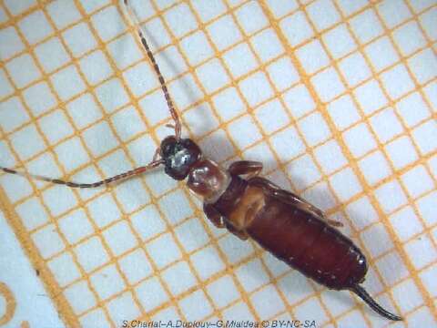 Image of little earwigs