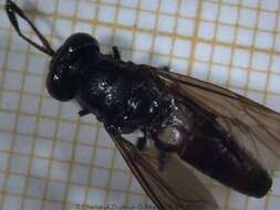 Image of Black Soldier Fly
