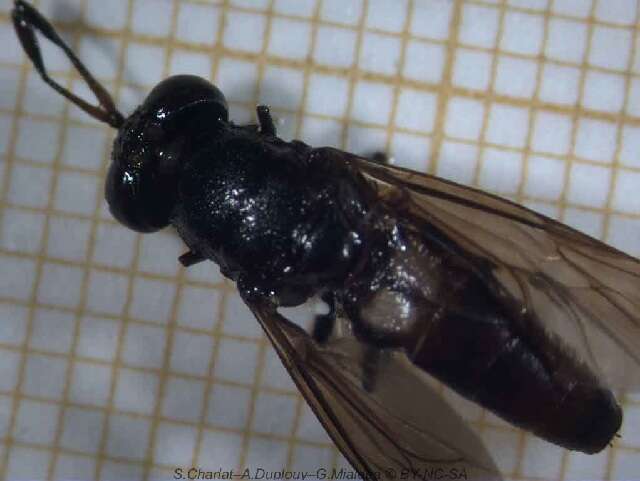 Image of Black Soldier Fly