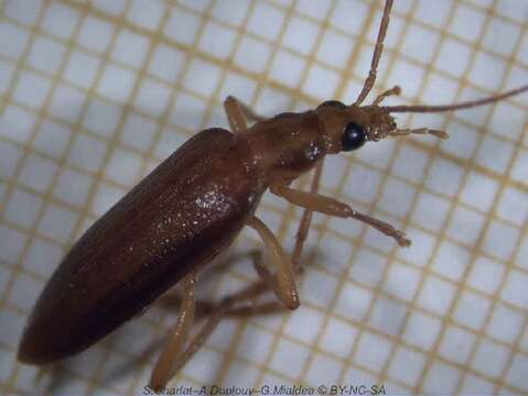 Image of false blister beetles