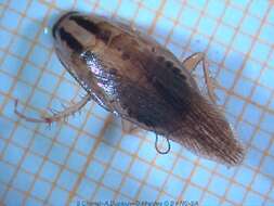 Image of German Cockroach