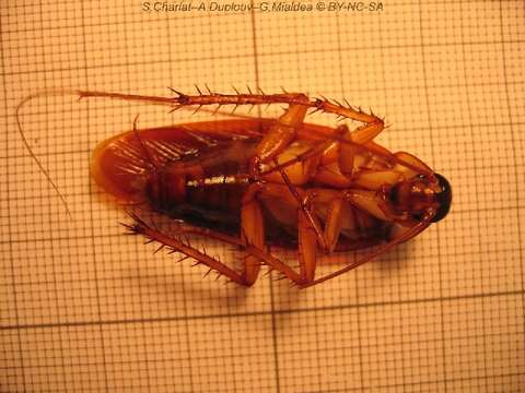 Image of Australian cockroach