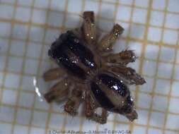 Image of Housefly Catchers