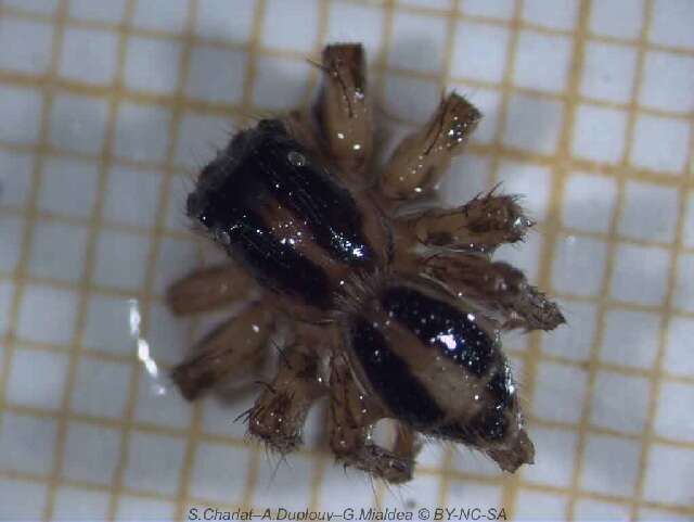Image of Housefly Catchers