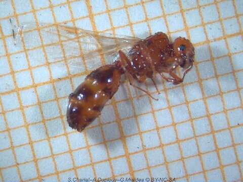 Solenopsis geminata (Fabricius 1804) resmi