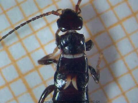 Image of black earwigs