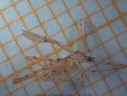 Image of Crane fly