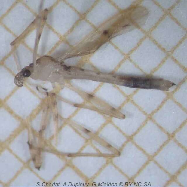 Image of Crane fly