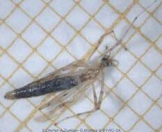 Image of Crane fly