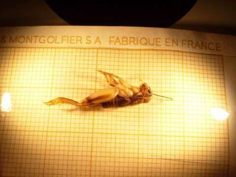 Image of Oceanic field cricket