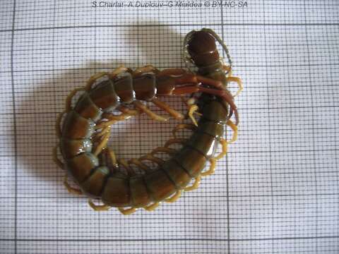 Image of Scolopendra subspinipes Leach 1816