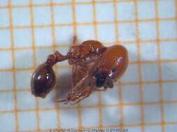 Image of Fire ant