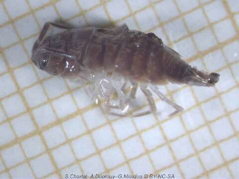 Image of Isopod