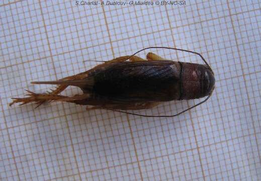 Image of Oceanic field cricket