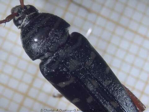 Image of Kiawe round headed borer