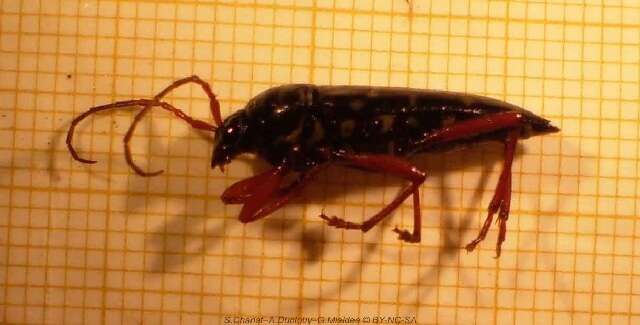 Image of Kiawe round headed borer