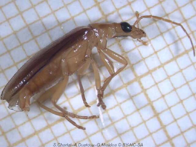Image of false blister beetles