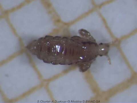 Image of human body louse