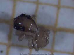Image of Housefly Catchers